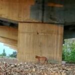 दिल्ली–देहरादून इकोनॉमिक कॉरिडोर पर वन्यजीव संरक्षण में बड़ी सफलता, रिपोर्ट में खुलासा 