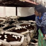 आत्मनिर्भर उत्तराखंड : पौड़ी में शुरू हुआ बेमौसमी बटन मशरूम उत्पादन, गर्मियों में भी मिलेगा ताजा लोकल मशरूम, ग्रामोत्थान परियोजना से महिला समूहों को मिल रहा रोजगार